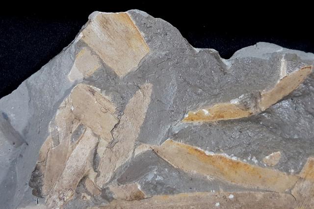 Podozamites distans (PRESL in STERNBERG 1838) - Bild © FossNet FossilienStore